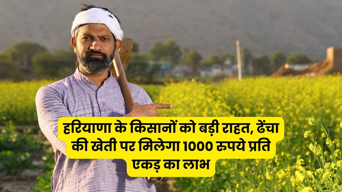 हरियाणा के किसानों को बड़ी राहत, ढेंचा की खेती पर मिलेगा 1000 रुपये प्रति एकड़ का लाभ